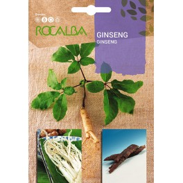 Semilla ginseng