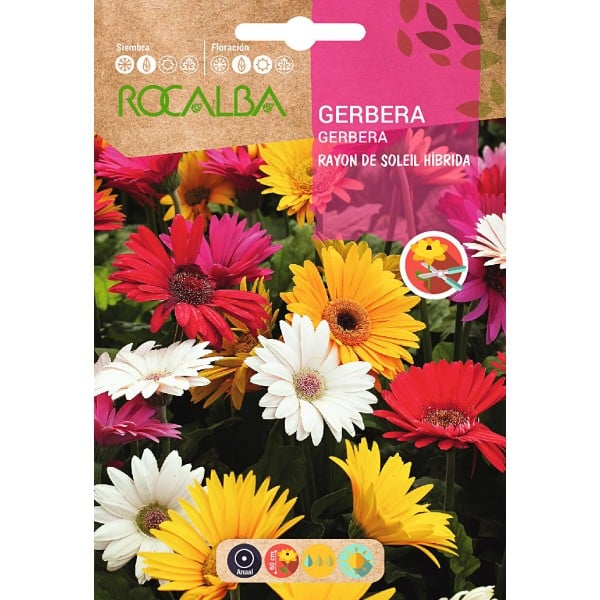 Semente de gerbera em Germigarden