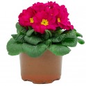 Mariage ou Primula Acaulis (pot 10,5 cm Ø)