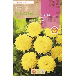 Bulb de dalia mini Rocalba (unitat)