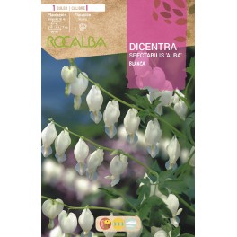 Bulbo de Dicentra spectabilis