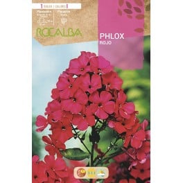 Bulbo de Phlox