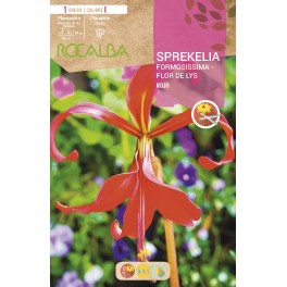 Bulbo de Sprekelia Formosissima Flor de Lys