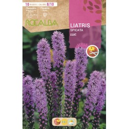 Bulb de liatris lila (bossa 10 unitats)