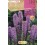 Bulbe de liatris lilas (sachet de 10 unités)