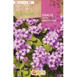 Bulbo de oxalis rosa (bolsa 25 unidades)