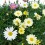 Marguerites Colorées