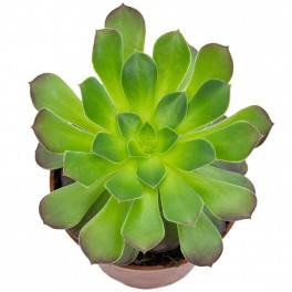 Aeonium arboreum atropurpurea (maceta 18 cm ø)