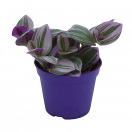 Tradescantia de penjar (test 14 cm ø)