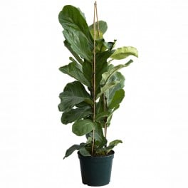 Ficus Lyrata (100 - 120 cm aprox.)