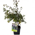 Schlehe oder Prunus spinosa (2-Liter-Topf)