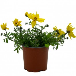 Bidens.