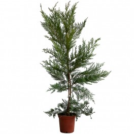 Cupressus Leylandii 60 cm (Topf 15 cm ø)