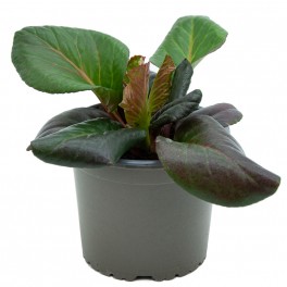 Bergenia o hortensia d'hivern (test 13 cm Ø)