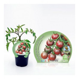 Tomate cherry black (maceta 10,5 cm Ø)