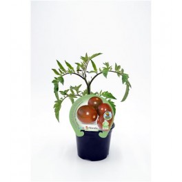 Tomate cherry de pera zebra (maceta 10,5 cm Ø)