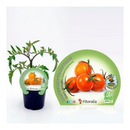 Tomate cherry naranjito (maceta 10,5 cm Ø)