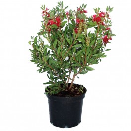 Callistemon