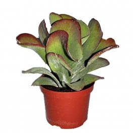 Kalanchoe Thyrsiflora (pot 19 cm ø).