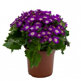 Cineraria (vaso 14 cm ø)