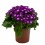 Cineraria (vaso 14 cm ø)