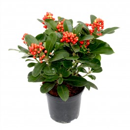 Skimmia ou esimia (vaso 15 cm ø)