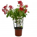 Géranium Francesilla ou Roi du Balcon (pot 13 cm ø)