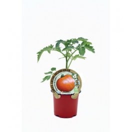 Tomate Palosanto de Lleida (maceta 10,5 cm Ø)