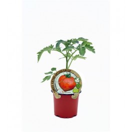 Tomate Valenciano (maceta 10,5 cm Ø)