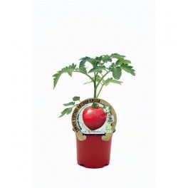 Tomate Malinowy Retro (vaso de 10,5 cm Ø)