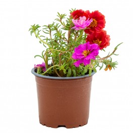 Portulaca (pot 10,5 cm ø)