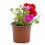 Portulaca (pot 10,5 cm ø)