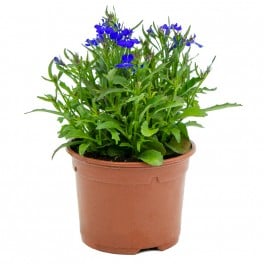 Lobelia (vaso 10,5 cm ø)