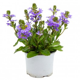 Scaevola o abanico (maceta 17 cm Ø)