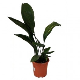 Aspidistra