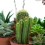 Bandeja de cactus y crasa mediana variada (maceta 7,5 cm ø) (12 unidades)