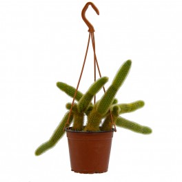 Cleistocactus Winteri (vaso de 23 cm ø)