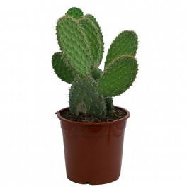 Opuntia leucotricha (maceta 23 cm ø)