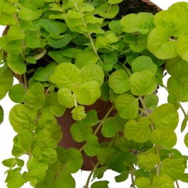 Lysimachia nummularia 'aurea' (vaso de 13 cm ø)