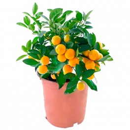 Calamondín anão (vaso de 15 cm ø)