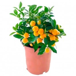 Calamondin enano (maceta 15 cm ø)