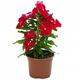 Vinca (pot 10,5 cm ø)