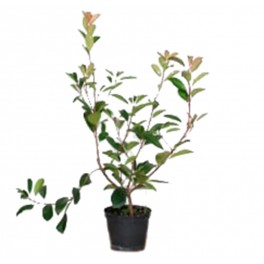 Pittosporum (test 15 cm ø)