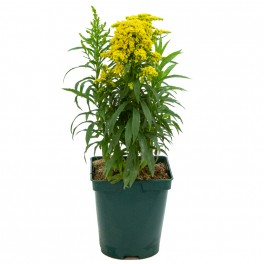 Solidago (pote 14 cm Ø)