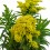 Solidago (maceta 14 cm Ø)