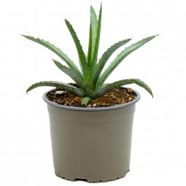 Agave macrocantha (maceta 12 cm ø)