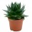 Aloe cosmo (vaso 12 cm ø)