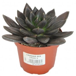 Echeveria Schwarzer Prinz