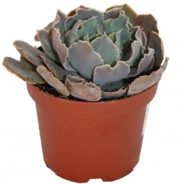 Echeveria Pink Frill's (pot 9 cm ø).