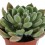 Veludo Verde Echeveria (vaso 9 cm ø)